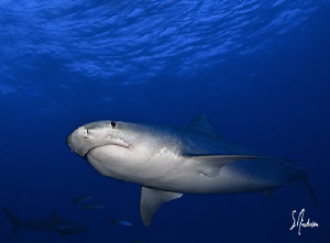 Once this Tiger Shark was comfortable she followed us aro... by Steven Anderson 